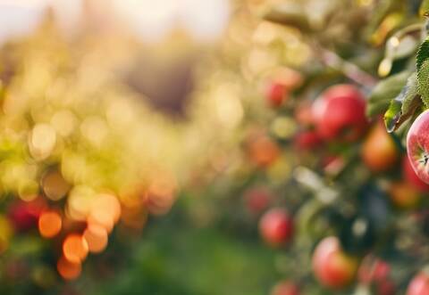 large ripe apples clusters hanging heap on a tree branch in an intense apple orchard. with copy space image. Place for adding te