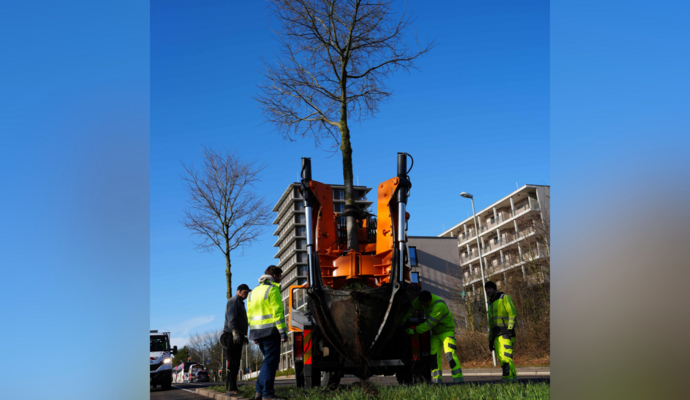 Die Bäume werden an den Sandweg verpflanzt. Die Bäume werden an den Sandweg verpflanzt.