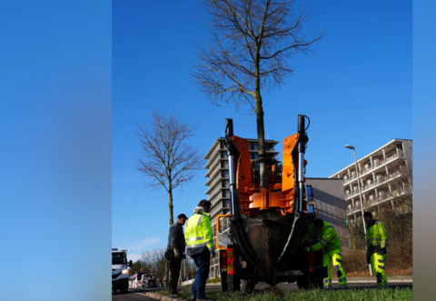 Die Bäume werden an den Sandweg verpflanzt.