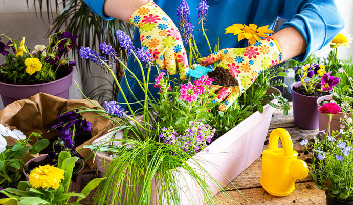 Der Sommer wird farbenfroh: Beim Beet- und Balkofest im Gartenzentrum Faas in Engelsbrand kann man sich seinen gekauften Sommerflor gleich fachmännisch und gratis einpflanzen lassen. Woman transplanting flowers