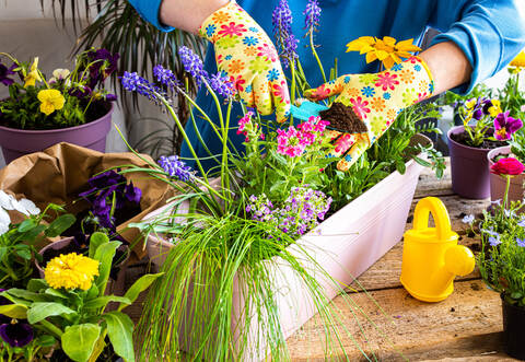 Woman transplanting flowers