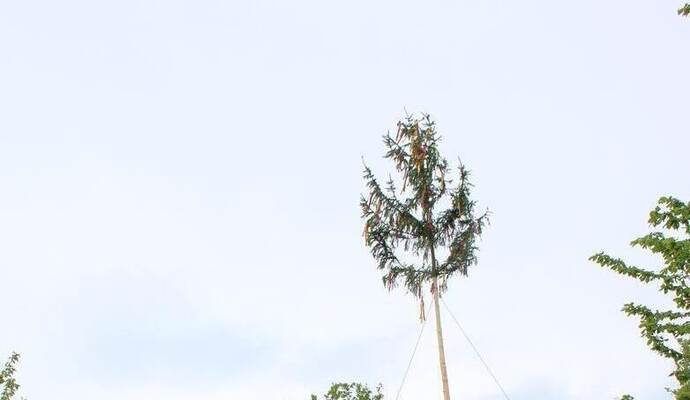 Feierlich wurde der erste Maibaum im Enzkreis aufgestellt.
