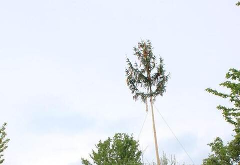 Feierlich wurde der erste Maibaum im Enzkreis aufgestellt.