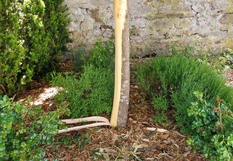 Der beschädigte Ahornbaum am Friolzheimer Friedhof.