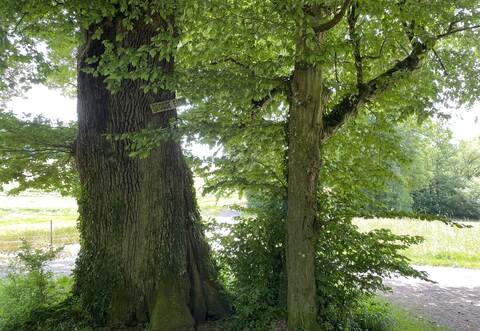 In der Nähe der "Großen Eiche" gibt es mehrere Teiche. In einem der Teiche wurde die Leiche gefunden.
