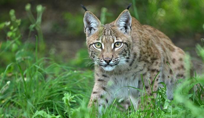 Luchs