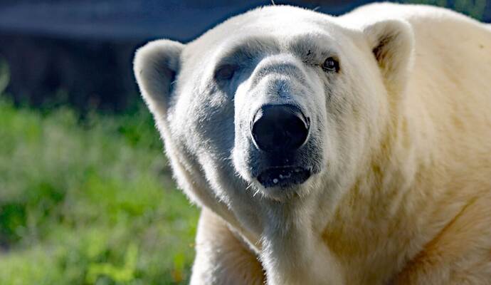 Eisbär-Papa Kap eingeschläfert