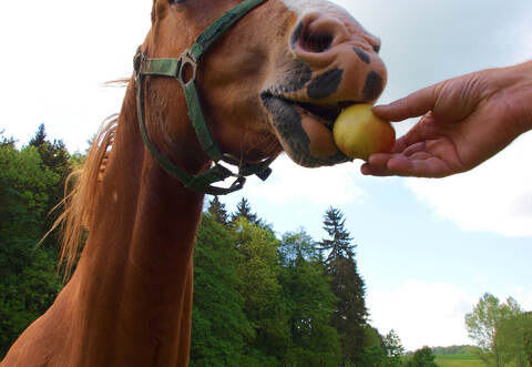 Ein Pferd zu halten, geht schnell ins Geld, zeigt sich auch vor Gericht in Maulbronn.