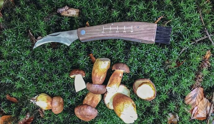 Pilze sammeln