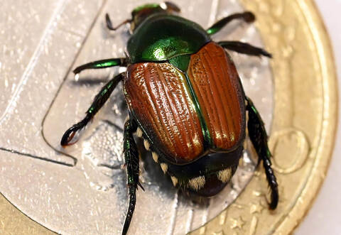 Präparierter Japankäfer (Popillia japonica)