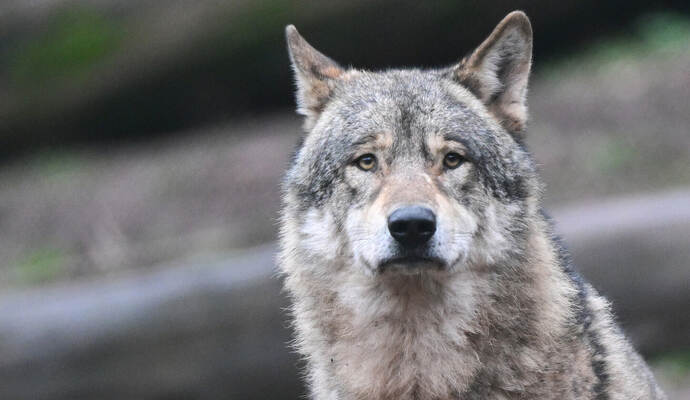 Wolf