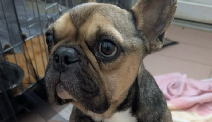Bello-Giovanni hat es nicht geschafft. Der Hund musste eingeschläfert werden.