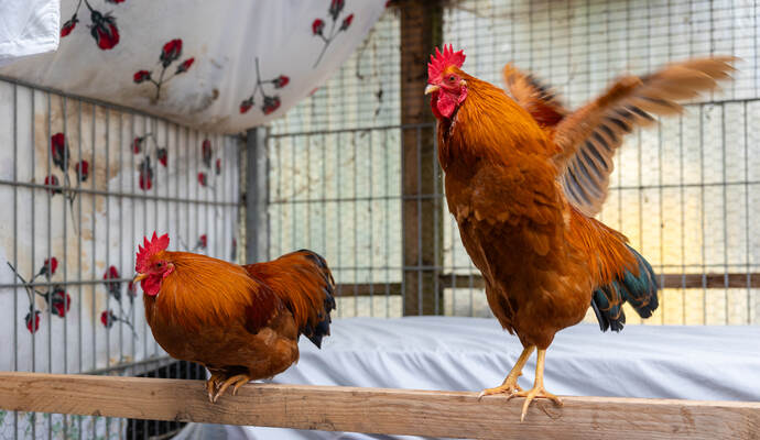 Die beiden Hähne Sazu und Heyhey aus dem Tierheim Pforzheim suchen ein neues Zuhause. AdopTier Hähne Sazu Heyhey