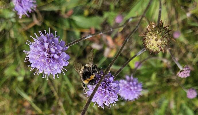 Die „Dunkle Erdhummel“ fühlt sich wohl am „Gewöhnlichen Teufelsabbiss“.