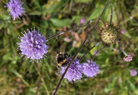 Die „Dunkle Erdhummel“ fühlt sich wohl am „Gewöhnlichen Teufelsabbiss“.