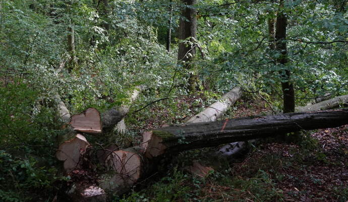 Die Fällarbeiten stoßen auf Kritik von Naturschützern. Die Fällarbeiten stoßen auf Kritik von Naturschützern.