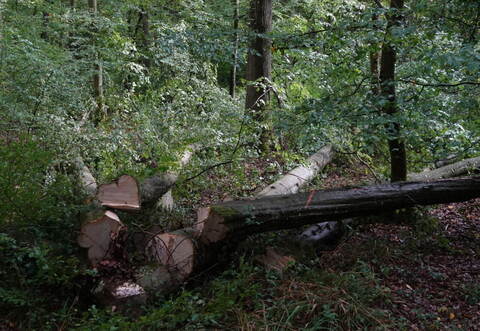 Die Fällarbeiten stoßen auf Kritik von Naturschützern.
