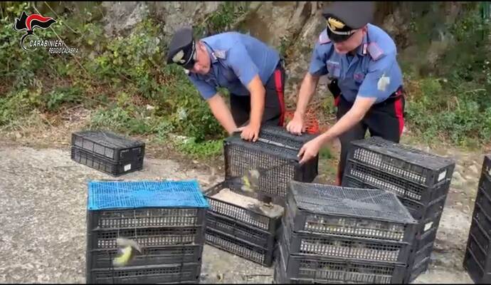 Illegaler Vogeltransport in Italien Illegaler Vogeltransport in Italien