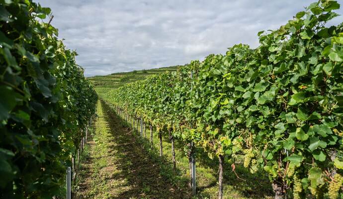 Weinlese 