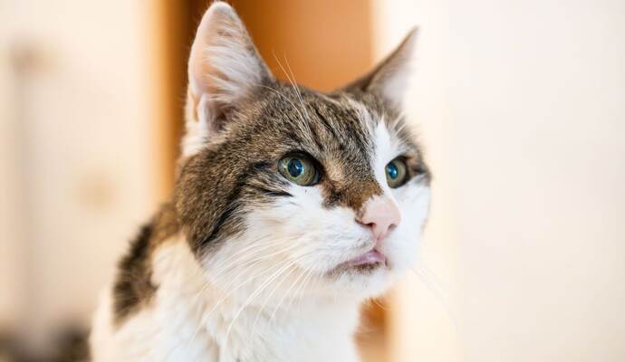 Ein Kater Ein Kater