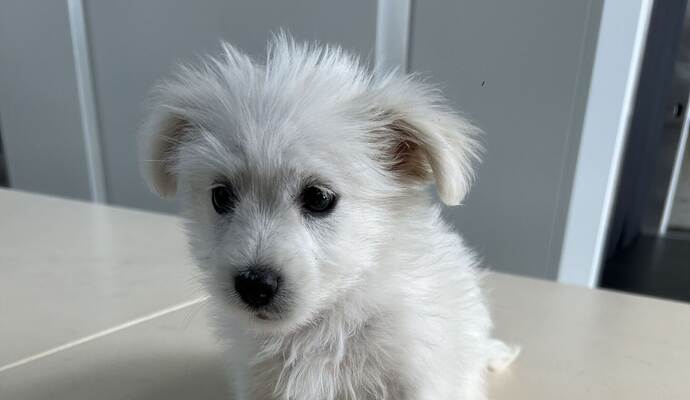 Zoll rettet acht Wochen alten Hundewelpen Zoll rettet acht Wochen alten Hundewelpen