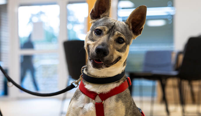 AdopTier Peanut