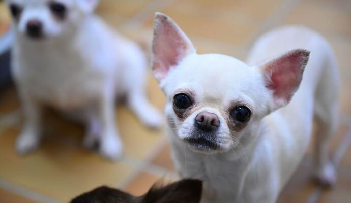 Chihuahua Hund