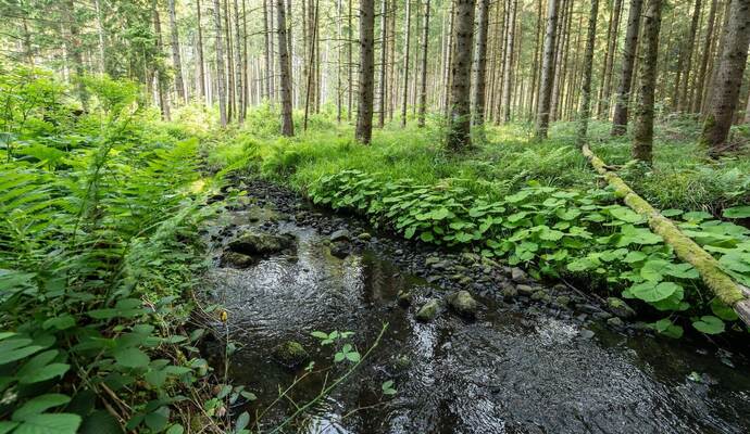 Bach im Wald Bach im Wald