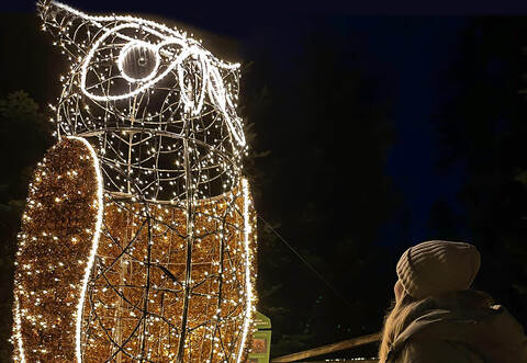 Leuchtende Waldbewohner auf dem Baumwipfelpfad.