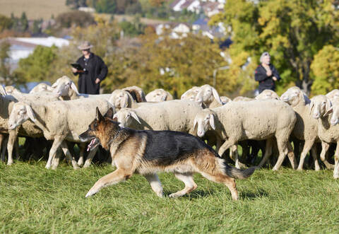 Bundesleistungshüten der Schäferhunde.