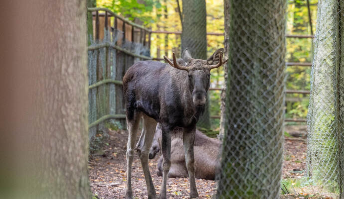 Aus „Erwin“ wird wieder „Lord Fynn“: Die Namensfrage ist geklärt, doch sonst wirft das Abenteuer des Wildpark-Elchs noch viele F Aus „Erwin“ wird wieder „Lord Fynn“: Die Namensfrage ist geklärt, doch sonst wirft das Abenteuer des Wildpark-Elchs noch viele Fragen auf.