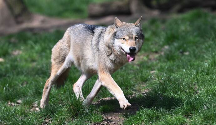 Wolf Wolf