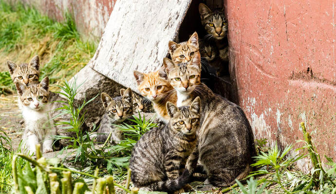 Die Gefahr, dass sich freilebende Katzen unkontrolliert vermehren, ist ohne Eingreifen von außen oft groß. Victoria - stock.adob Large group of homeless kittens in a city street near the house