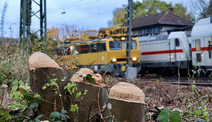 Ein abgetrennter Baumstumpf vor den Gleisen der Haltestation Wilferdingen-Singen. Ein abgetrennter Baumstumpf vor den Gleisen der Haltestation Wilferdingen-Singen.