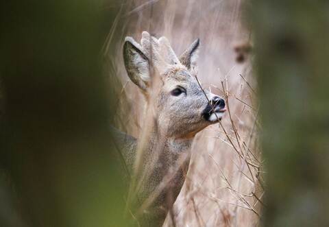 Reh  im Tier- und Pflanzenpark Fasanerie Wiesbaden