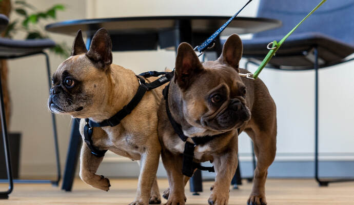 Tierheim Magazin Hope Bärbel