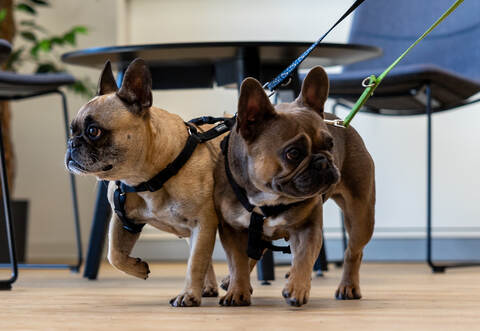 Tierheim Magazin Hope Bärbel