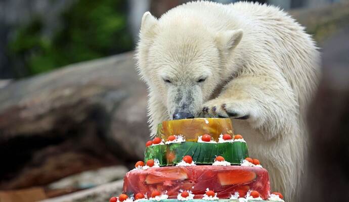 Eisbär Mika feiert Geburtstag
