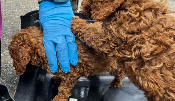 Polizei stoppt Welpenhandel