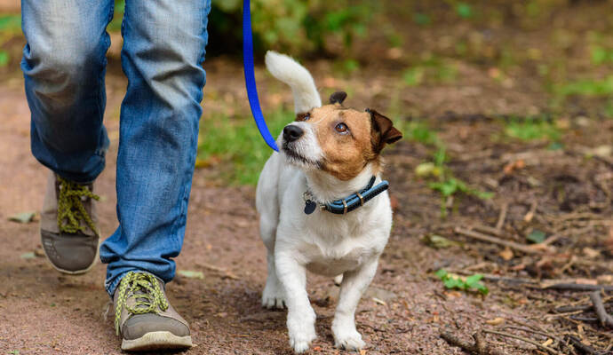 Unübersichtliches Gebiet und Wildtiere: Nicht jeder Hund bleibt im Wald so auf sein Herrchen fixiert wie dieser Jack Russel Terrier im Bild. alexei_tm-stock.adobe.com