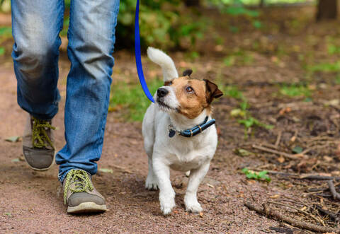 Unübersichtliches Gebiet und Wildtiere: Nicht jeder Hund bleibt im Wald so auf sein Herrchen fixiert wie dieser Jack Russel Terrier im Bild. alexei_tm-stock.adobe.com