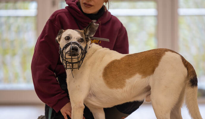 Tierheim Magazin Serie Kasper