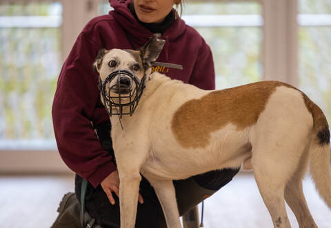 Tierheim Magazin Serie Kasper