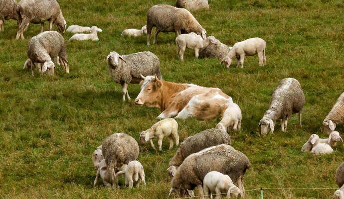 Kuh bei Schafsherde