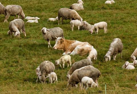 Kuh bei Schafsherde