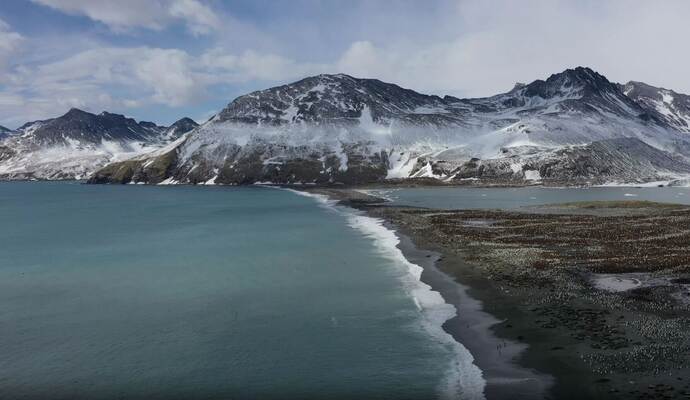Seeelefanten sterben in Süd-Georgien durch die Vogelgrippe
