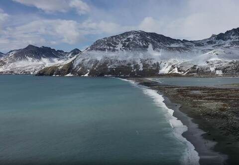 Seeelefanten sterben in Süd-Georgien durch die Vogelgrippe