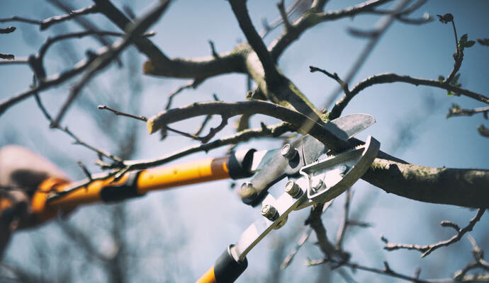 Bei Baumschnittarbeiten ist ein 22-Jähriger tödlich verunglückt.