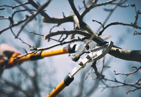 Bei Baumschnittarbeiten ist ein 22-Jähriger tödlich verunglückt.