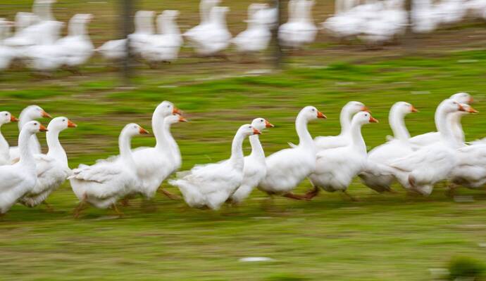 Gänse laufen über eine Wiese